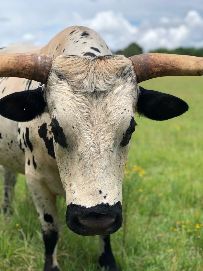 black white spotted cow with horns, Serenata Farm in Madison, GA