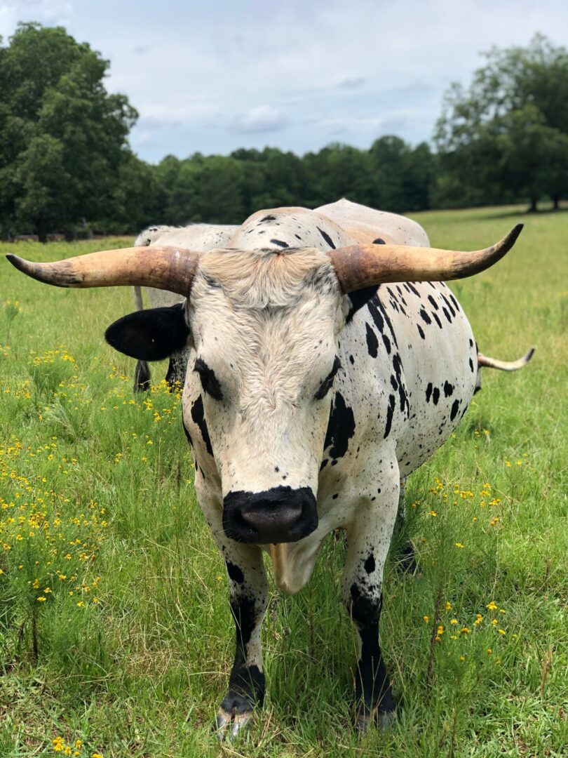 black white spotted cow, Serenata Farm in Madison, GA