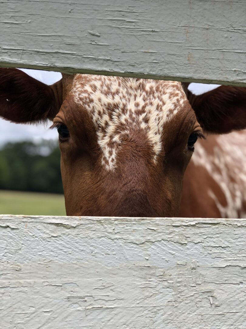 Brown cow at Serenata Farm in Madison, GA
