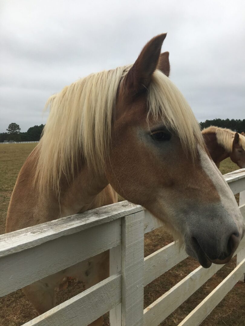 whitebrown horse at Serenata Farm in Madison, GA