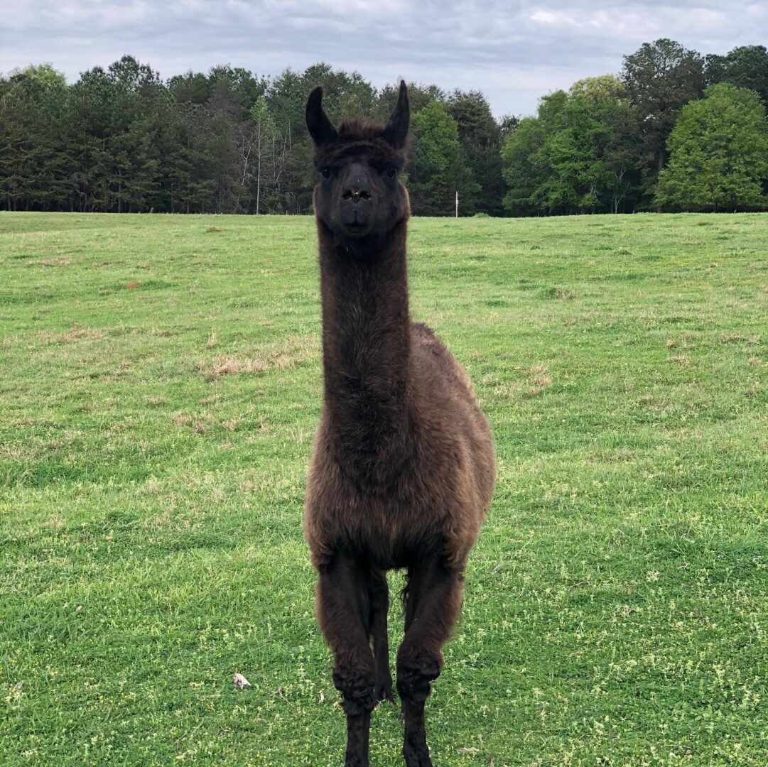 Dark brown llama at Serenata Farm in Madison, GA